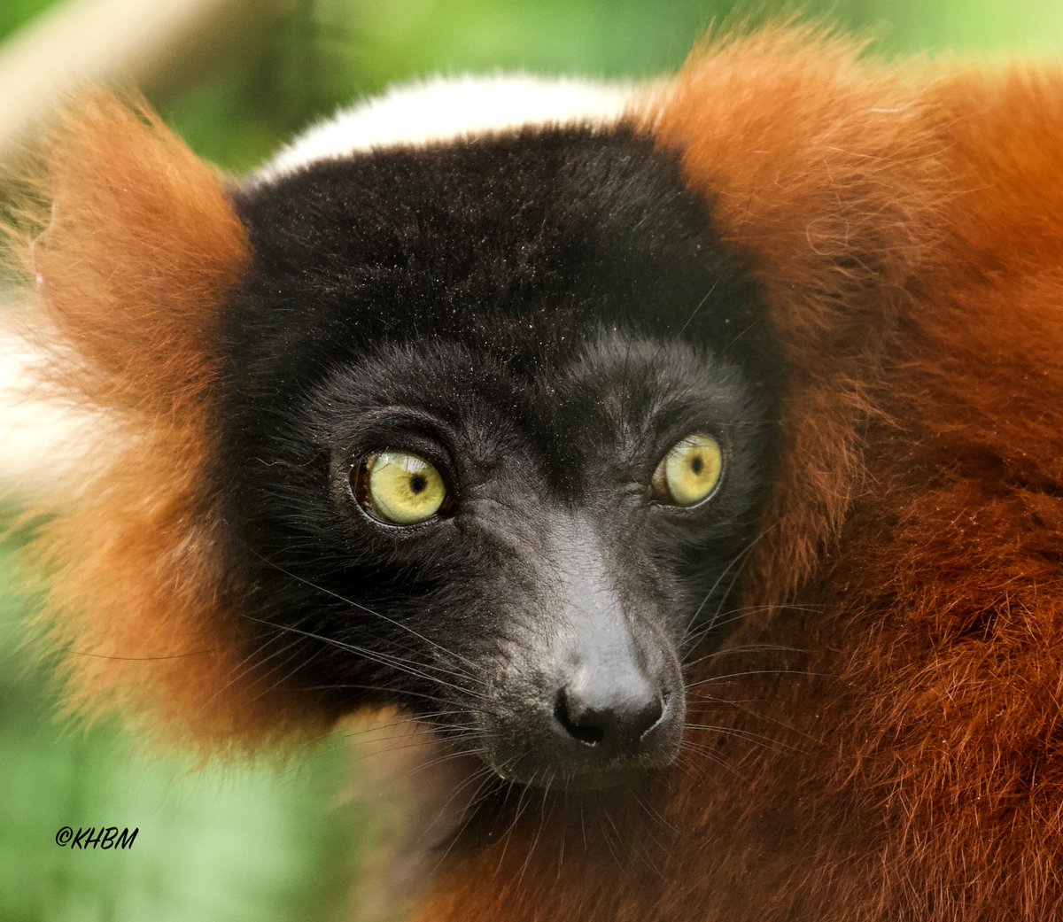 Mararda10's tweet photo. Male red-ruffed lemur. @PaigntonZoo #red #ruffed #lemur #Varecia #rubra #primate #CriticallyEndangered #PaigntonZoo https://t.co/qiDu0gPVL9