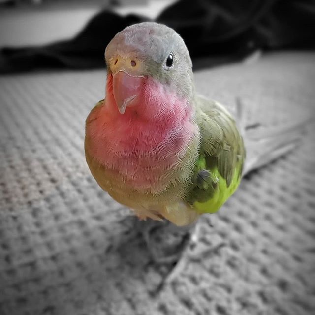 HarleybirdC's tweet photo. This cutie patootie is the grumpiest parrot of the flock.  Wouldn't tell from this pic 
#parrots_life #instaloveparrots #animaladdicts #birdsofig #feathered #petsofinsta #parrot #parrotsofinstagram #bird #parrotlover #birb #petsofinstagram #instabirds #petofinstagram #birdie #pet https://t.co/fBmhwjHZQ9
