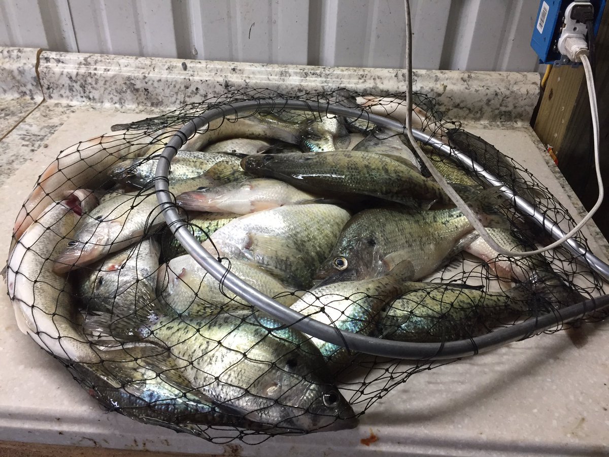 Had another good day on the lake yesterday then had some of these for supper!!!