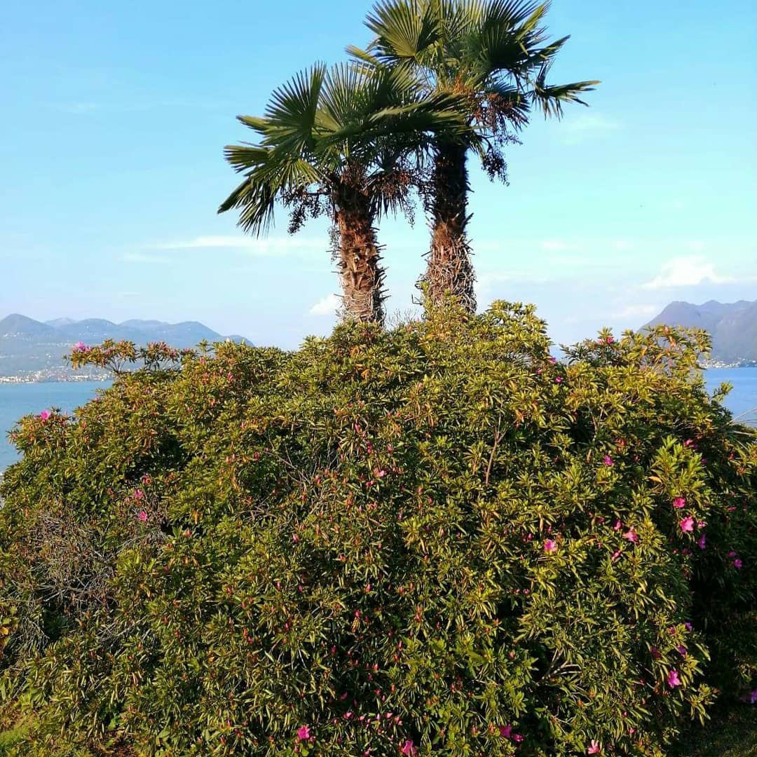 IntiDiplomat's tweet photo. La INTI Diplomatic Service ieri sul Lago Maggiore per assicurarci in prima persona che le camere per una importante Delegazione siano le migliori in assoluto.
Se anche tu hai Delegazioni in arrivo o stai organizzando le tue #vacanze per i prossimi ponti o per l'estate contattaci https://t.co/On46bSqi43