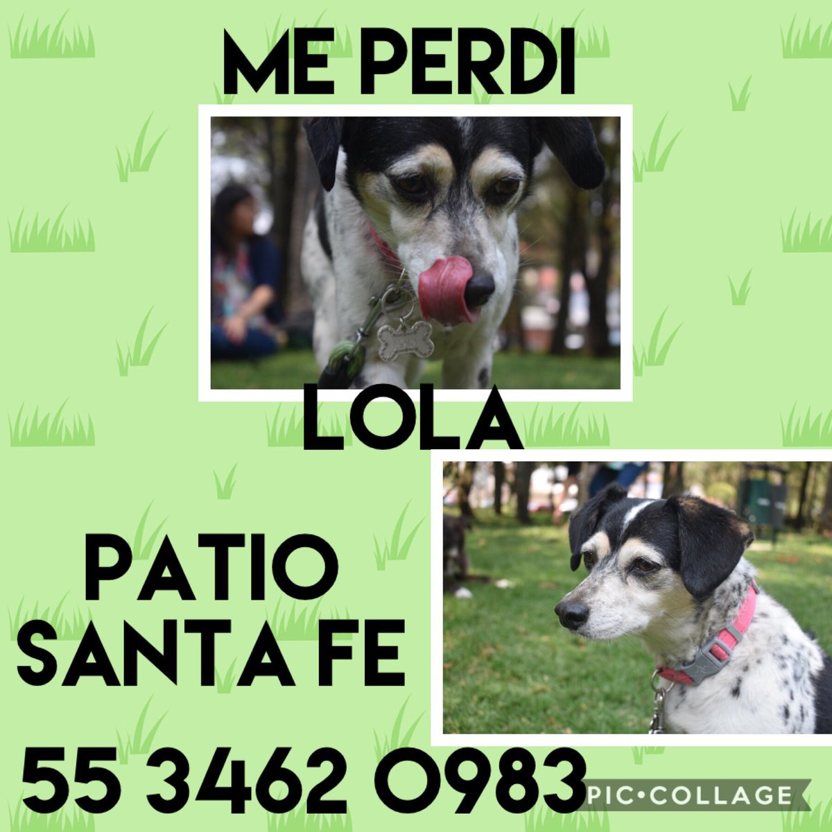 Amigos, abrimos una página de Fb llamada Buscando a Lola, para darle más difusión y poder encontrarla. Los invito a que le den like. Llevamos buscándola desde el martes, hay recompensa... Cc @luisplatas