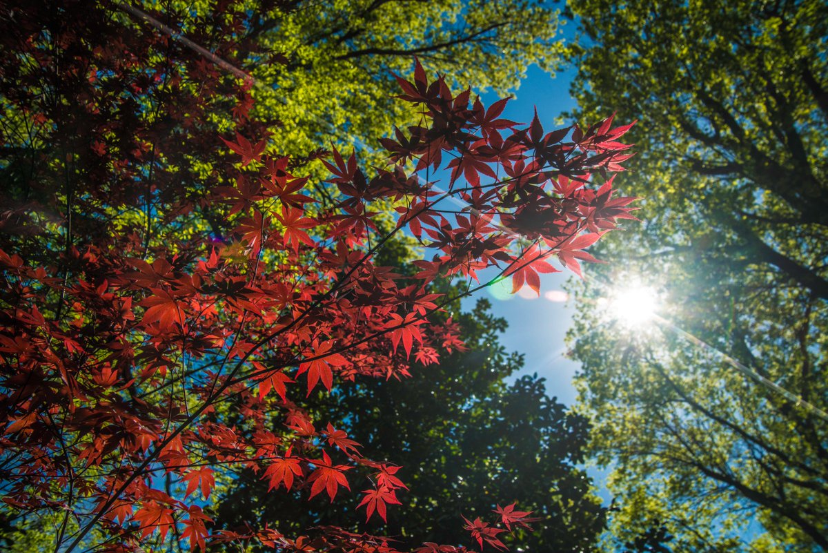 I interrupt your monotonous feed of political mayhem to bring you a moment of peace and tranquility. This was taken at Honor Heights Park in Muskogee, Oklahoma this past Monday.