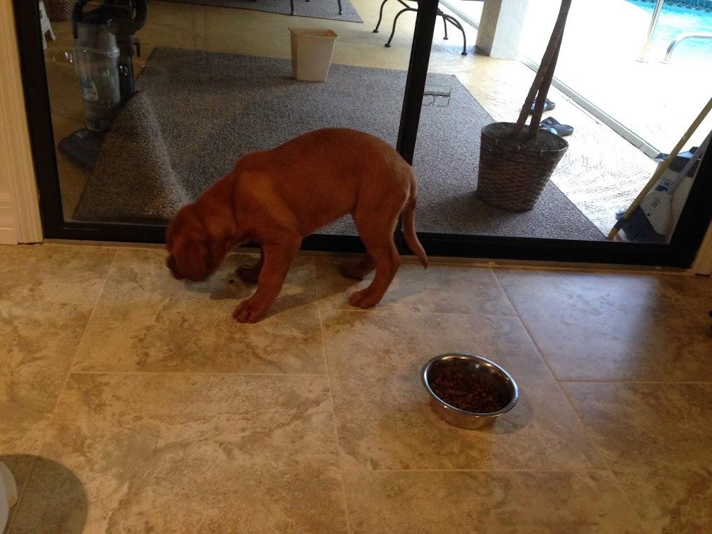 LEXI THE DOGUE tweet media