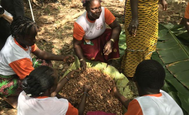 allafrica's tweet photo. U.S.$2 Million For Ivorian for Women In Cocoa Industry https://t.co/UMmK1s3bdd #Africa #Ivorycoast #Ethiopia #IvankaTrump #wWomen #cocoa https://t.co/aPhtHcJ9lk