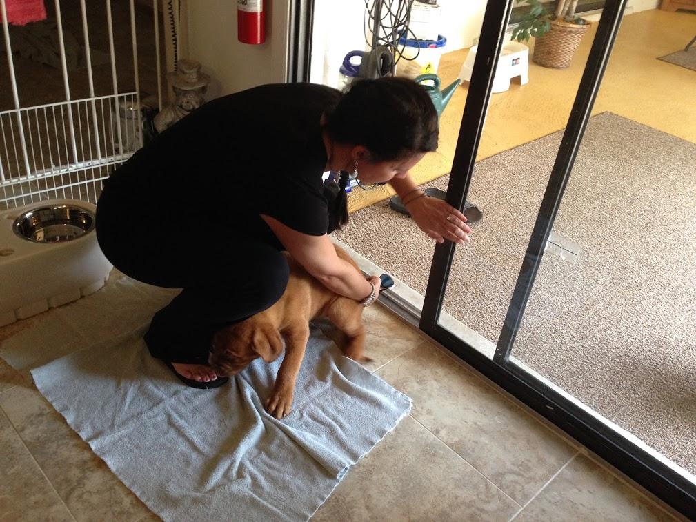 LEXI THE DOGUE tweet media