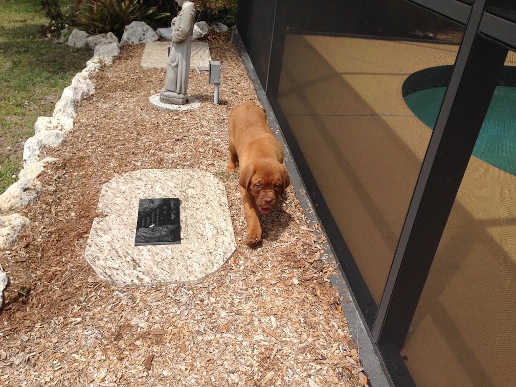 LEXI THE DOGUE tweet media