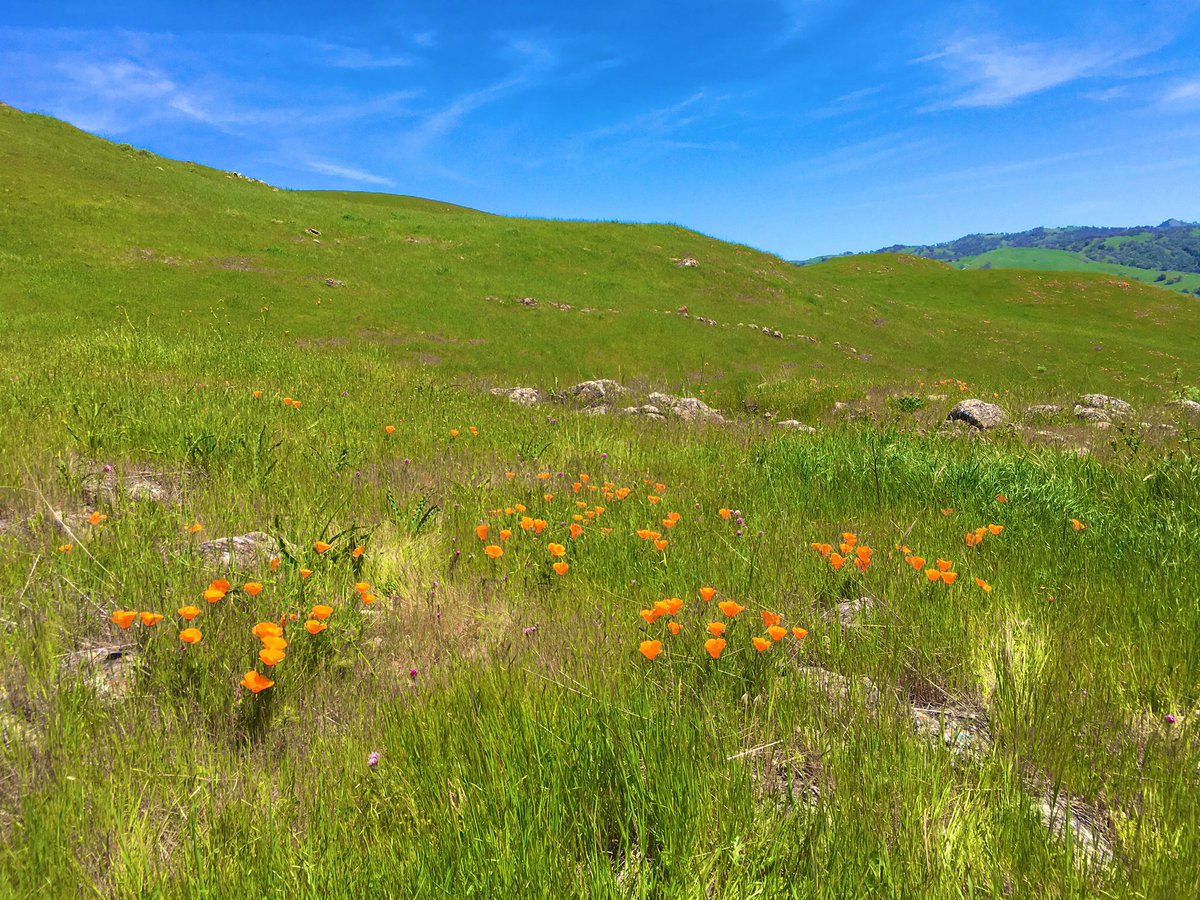 Took a quick editing break today to refresh and see some flowers.

If you need a break from your TL, here are some flowers!

If you are allergic to flowers, it’s okay, it’s only a picture! 

If you want these flowers described, let me know!