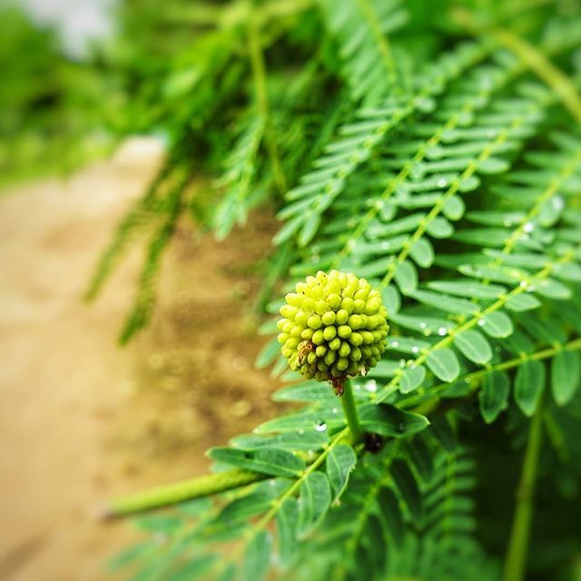 sliquer's tweet photo. It's this a flower or is it a fruit? Nature is fascinating
#singapore #ig_singapore #hometowntourist #hikingtrail #datewithbae #nikonp900 #nikonphotography #loronghalus #naturephotography #floral https://t.co/xlcIkDZllo