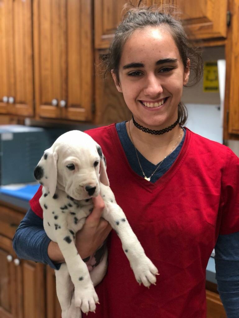 AMSHVets's tweet image. We love puppy days! 

#amsh #tulsaoklahoma #brokenarrowoklahoma #puppies #puppy #beautiful #stunning #cute #cuteoverload #puppies  #dalmatians #repost #followus #me #puppywellnesscheckup
