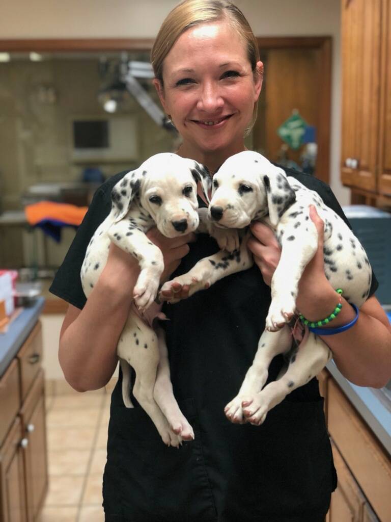 AMSHVets's tweet image. We love puppy days! 

#amsh #tulsaoklahoma #brokenarrowoklahoma #puppies #puppy #beautiful #stunning #cute #cuteoverload #puppies  #dalmatians #repost #followus #me #puppywellnesscheckup
