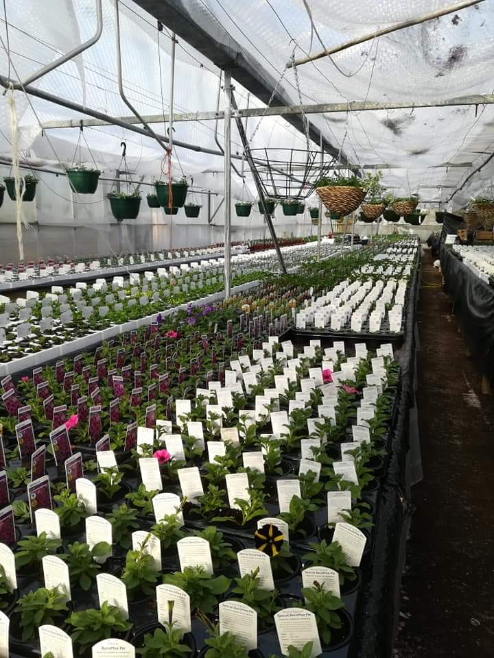 KentStNurseries's tweet photo. We have been very busy over the last couple of months potting and pricking out. Now the fruits of our labour are ready for you this weekend.😄 
Opening times this weekend: Good Friday, Easter Sunday and Monday 10-4, Saturday 9-5.
@battlesussex @RyeFrameme @everythingHast https://t.co/3xXrKfp4sW