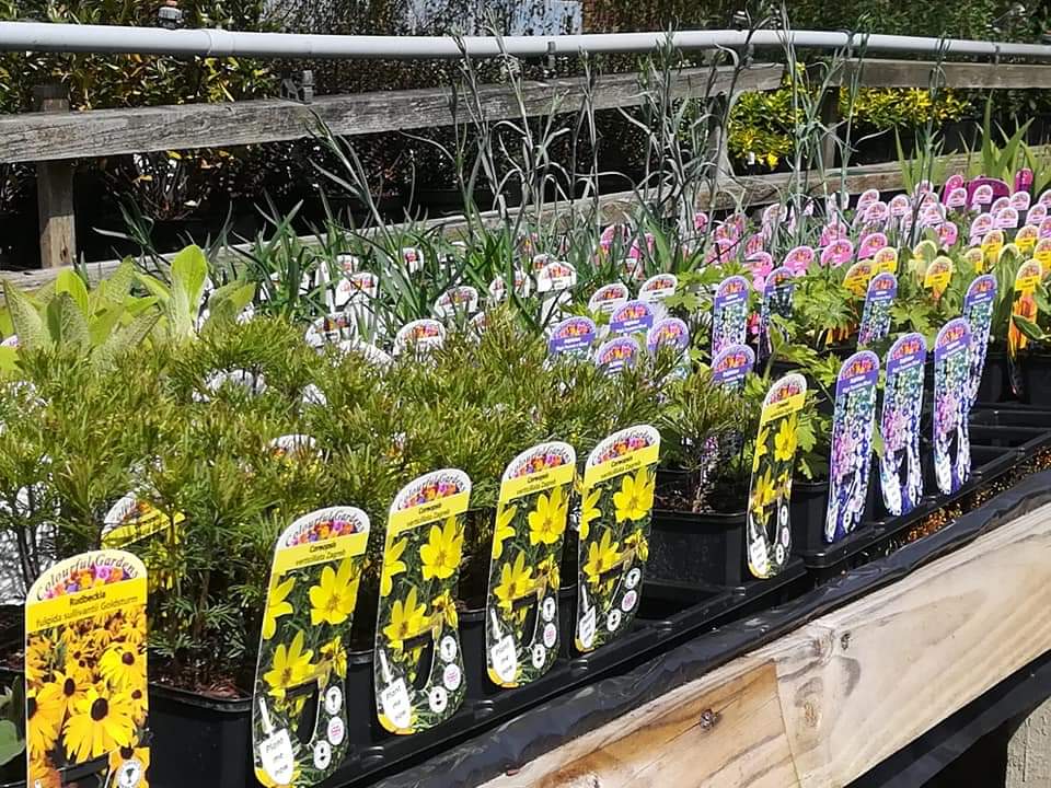KentStNurseries's tweet photo. We have been very busy over the last couple of months potting and pricking out. Now the fruits of our labour are ready for you this weekend.😄 
Opening times this weekend: Good Friday, Easter Sunday and Monday 10-4, Saturday 9-5.
@battlesussex @RyeFrameme @everythingHast https://t.co/3xXrKfp4sW