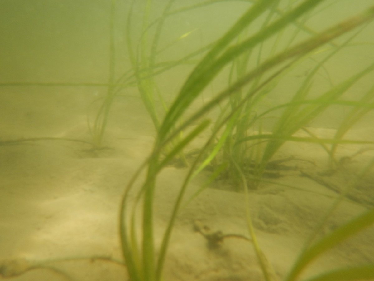 SeagrassSci's tweet photo. #SAV field season is in full swing at #CBNERR @VIMS_News. Early signs of #eelgrass recovery after a die-off event last year in the York River #ChesapeakeBay. With very few adult plants surviving, these beds are recovering via seedlings. https://t.co/6dRKc4C55e