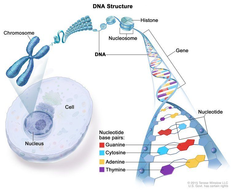 theNCI's tweet photo. Did you know that a person’s age, lifestyle, environment, genetic makeup, and family history can affect the likelihood of developing cancer? Our video on risk factors for cancer explains: https://t.co/XOVZUwPHsr #NMHM19 https://t.co/OCrOT58vsH