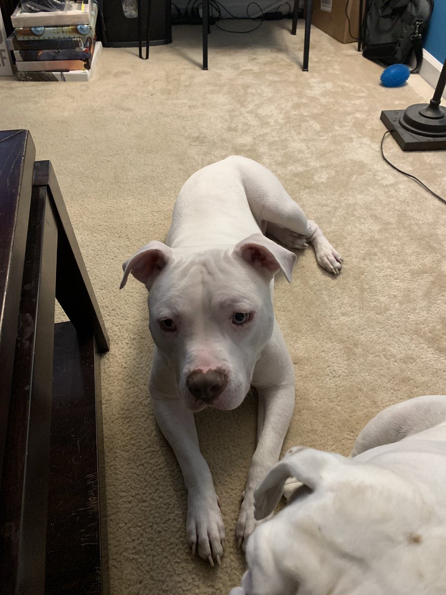 Nichola86315714's tweet photo. My dog just farted and then winked at my wife. She is dying laughing because he is deaf and couldn’t hear his fart. #Wifey #wifegoals #deafpuppy #pitbullsofinstagram #Pitbulls #iwaseating https://t.co/o8SyaAgsfr