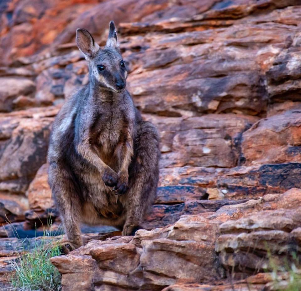 kingscreekNT's tweet photo. Blackfoot Rock Wallaby spotted in the Garden of Eden at King Canyon by WildMan Photography. #NToutback https://t.co/CMu1zkLRsN