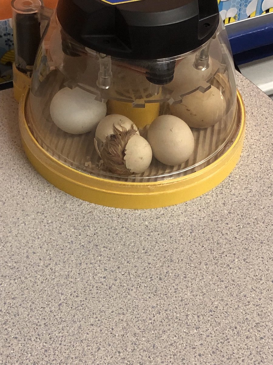 Eaglesnestk6's tweet photo. The students look forward to getting the eggs and incubator each year in the classroom. #eagleslearning https://t.co/GHiWzqx9eZ