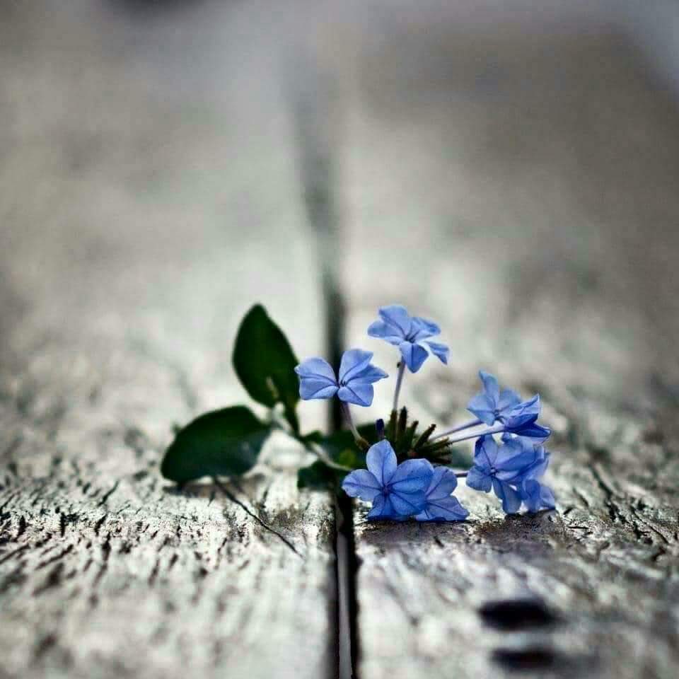 폭풍이 
지나간 들판에도 
꽃이 피고 
불탄 자리에도 
풀은 돋는다
이같이 자연은 
사랑과 생명이 가득 차 있다.
우리는 어떠한 순간에도
쓰러지지 말고 
자연의 속삭임에 
귀를 기울어야 한다.
-지혜의 한 줄-중에서