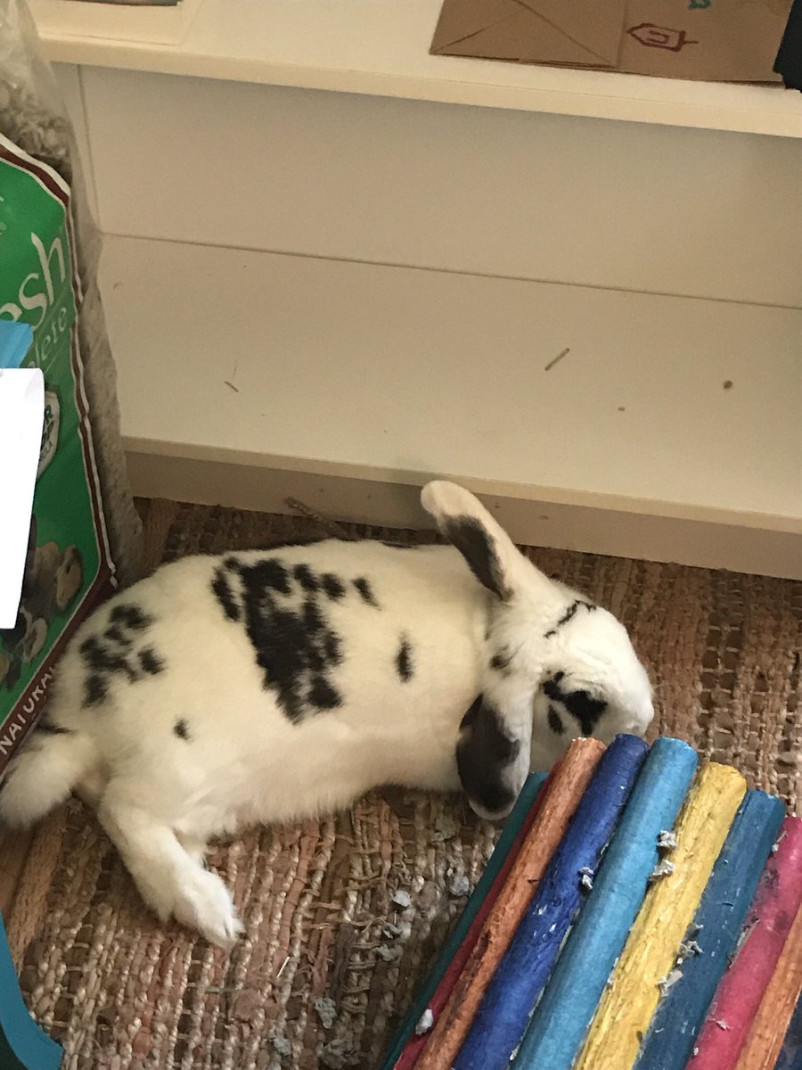 DE_BUNBUN's tweet photo. @Houserabbit I’m a rescued bun! I’ve been in the same family for almost a year now and don’t tell my moms but I love them very much. https://t.co/hrccjdJi7S