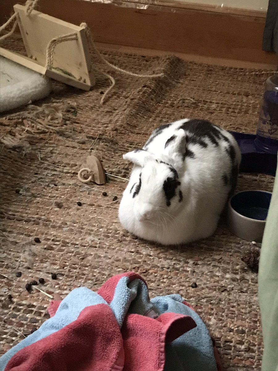 DE_BUNBUN's tweet photo. @Houserabbit I’m a rescued bun! I’ve been in the same family for almost a year now and don’t tell my moms but I love them very much. https://t.co/hrccjdJi7S