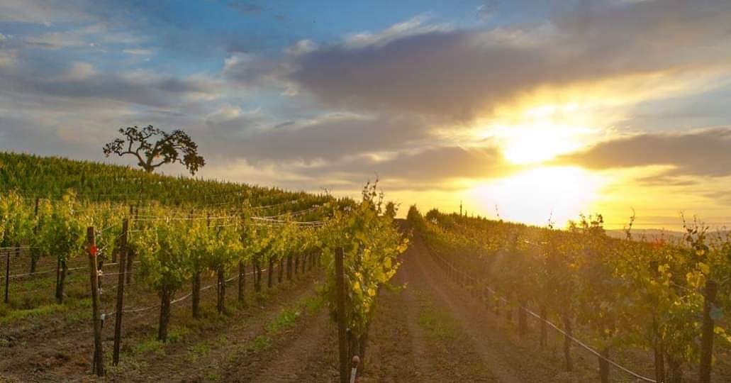 caliwineX's tweet photo. What a great way to end the day! 

Just an amazing sunset at Kastania Vineyards !!!

#wine #vineyard #winery #winelover #wines #winegeek #vineyards #tasting #winetasting #winecountry #california #millennial #millennials #kastaniavineyards #Petaluma #Sonoma #SonomaValley https://t.co/GyiWDZcZMX
