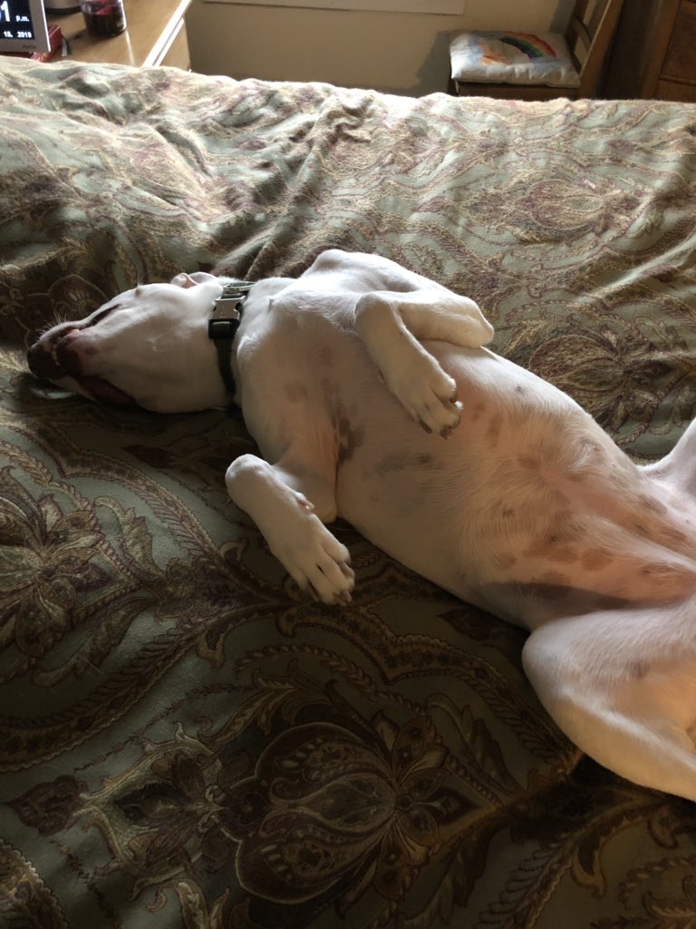 Seandewolfe's tweet photo. @anamariecox Angela wishes to be upside down only on her birthday to redact her silly face. #adorables https://t.co/TGWQOTDKUc