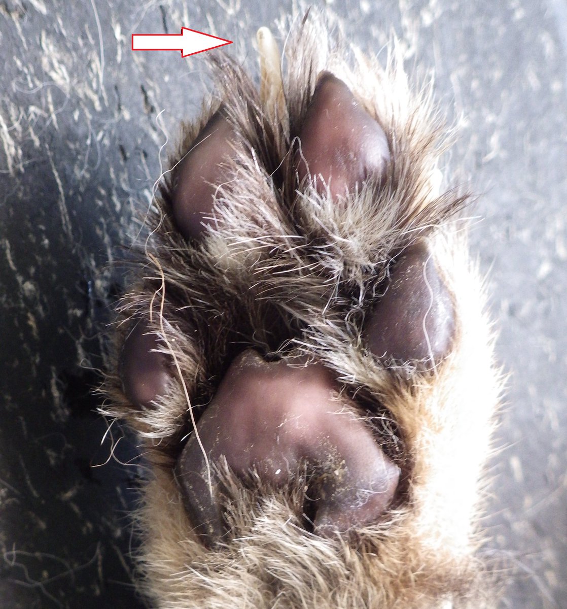 多摩動物公園 公式 Pa Twitter 動物の足の裏を見る機会がありました ネコ科だからもう少しかわいい肉球かと思ってましたが細いからそうでもなかったです 学名acinonyx Jubatusのとおり爪 矢印 が出っぱなしですね T Co 6vj9xdnvdk Twitter