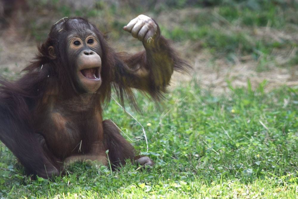 OrangutanRedd's tweet photo. Go Caps! #hokkey https://t.co/3wrz0732cF