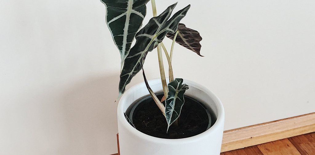 My Plants Collection sharontravelogue.com/2019/04/19/my-…