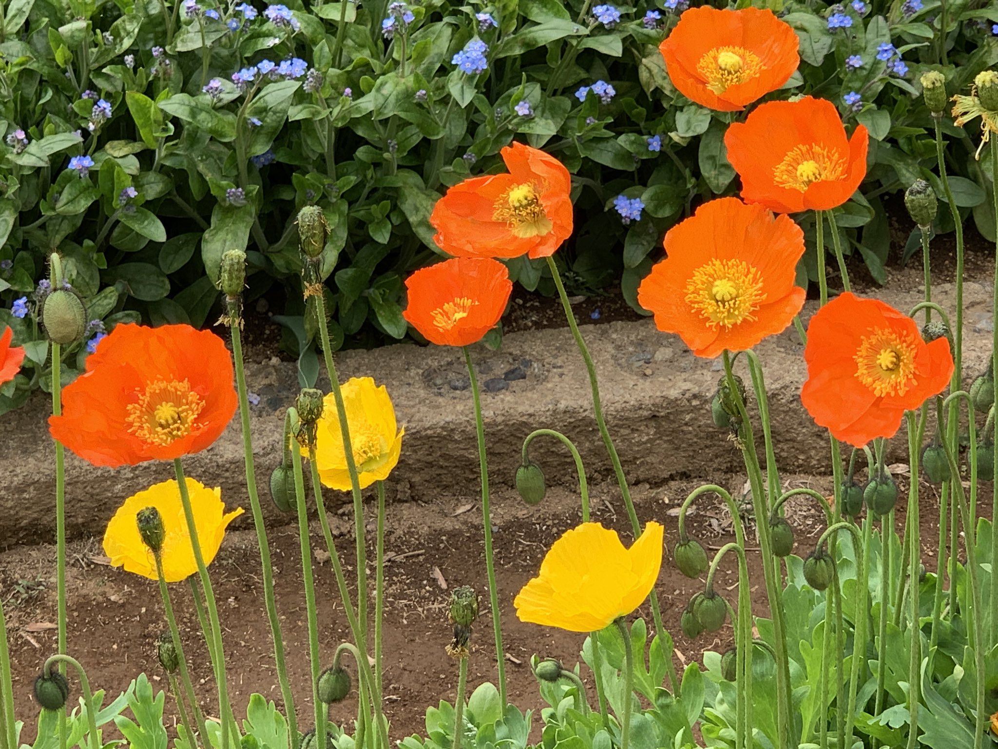 咲良 今日の花はポピー ひなげし 花言葉は 思いやり 恋の予感 与謝野晶子 ああ皐月仏蘭西の野は火の色す 君も雛罌粟 われも雛罌粟 コクリコはフランス語でひなげし 漢字で雛罌粟 真っ赤に群れ咲くコクリコの中の一本のように あなたも私も火の