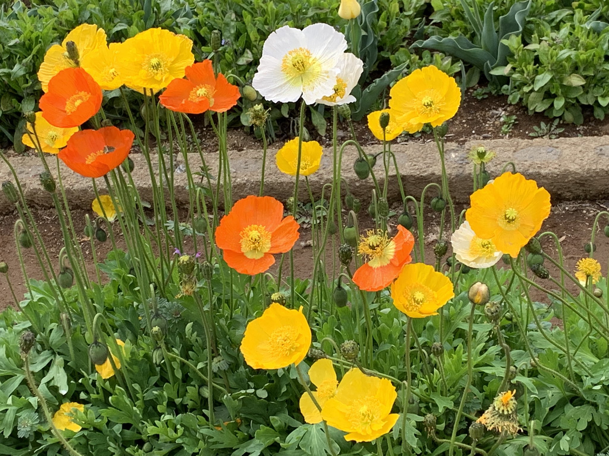 Uzivatel 咲良 Na Twitteru 今日の花はポピー ひなげし 花言葉は 思いやり 恋の予感 与謝野晶子 ああ皐月仏蘭西の野は火の色す 君も雛罌粟 われも雛罌粟 コクリコはフランス語でひなげし 漢字で雛罌粟 真っ赤に群れ咲くコクリコの中の一本のように あなた