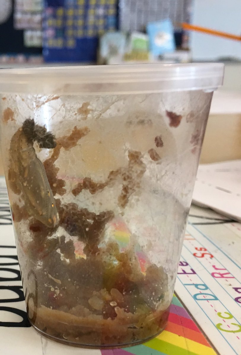 MsLeeABC123's tweet photo. 🙏 Mrs. Egbert and @MsLutterloh for allowing me to observe your class today! My favorite center was the 🐛 observation center. #literacycenters #readinggroups @SWCSD https://t.co/6u78p1jv89