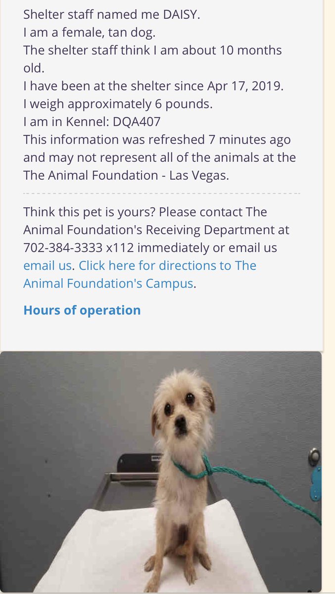 NVStatePolice's tweet photo. #update Daisy the dog who was rescued on the I-15 yesterday is at the Animal Foundation - Las Vegas. #rescuedog #dogsoftwitter #help #dog #daisy #nhpsocomm https://t.co/ojGAOmiISe