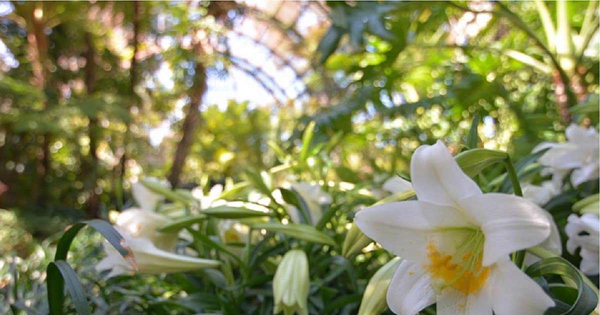 Friends of Balboa Park Easter Lily Display at Botanical Building