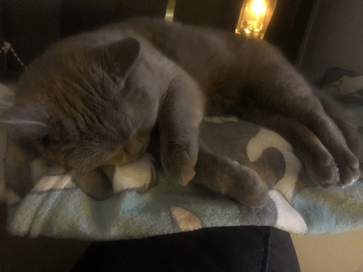 YFloof's tweet photo. What’s happening? Me loving my blankie, that’s what’s happening. #cat #kitten #floof #cats #CatsofTwitter #yoda #grey #fluff #snoozer #pooped https://t.co/SyL00E17DH