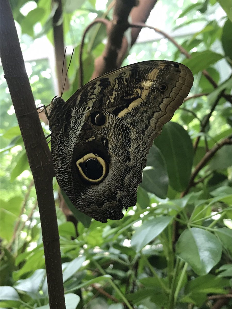 Jew_Factory's tweet photo. @Caighty_ look at this gorgeous butterfly! #seattle #pacificsciencemuseum #butterflyexhibit https://t.co/8Z4b4nMwUA