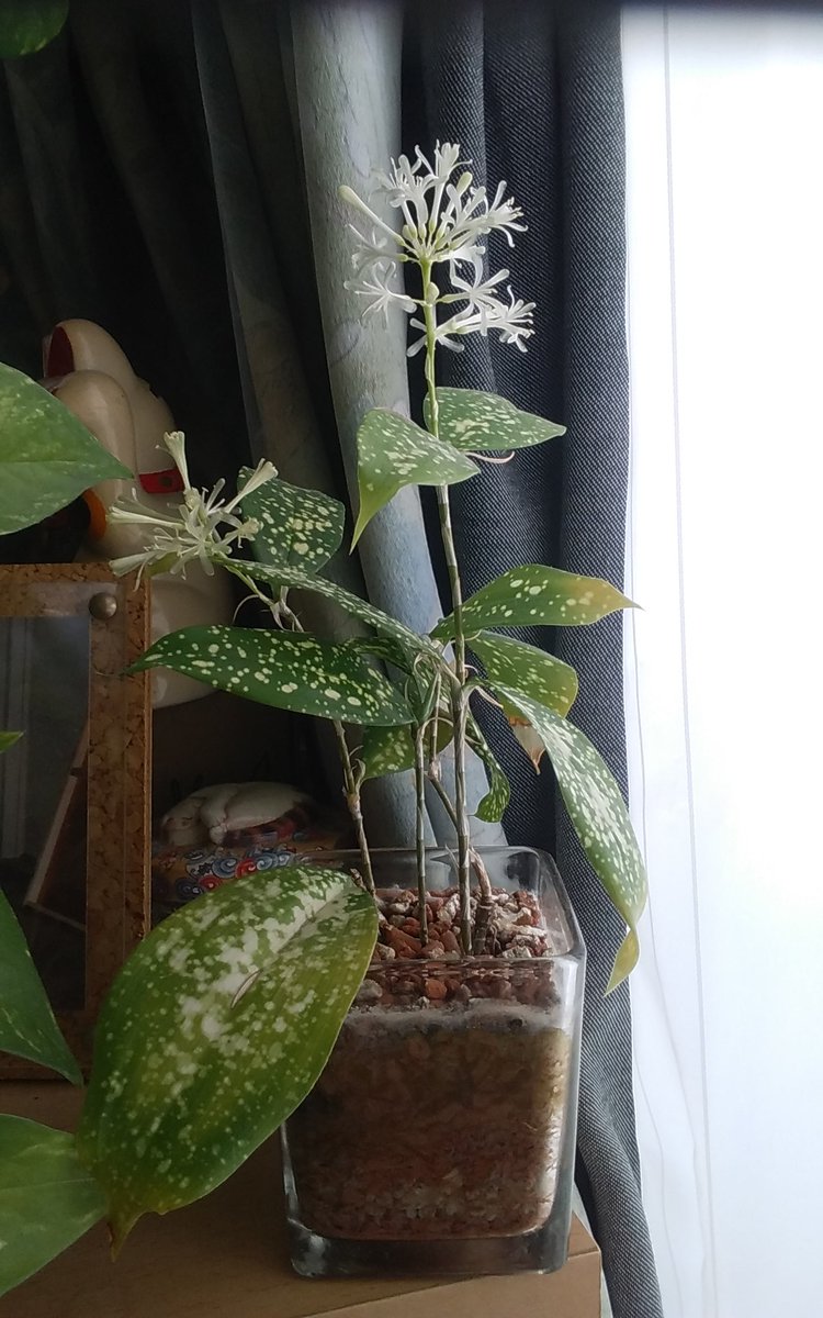 Kababon T S Write 切り花のおまけの葉っぱが根を出したので ハイドロカルチャーで育てていたら とうとう花が咲きました