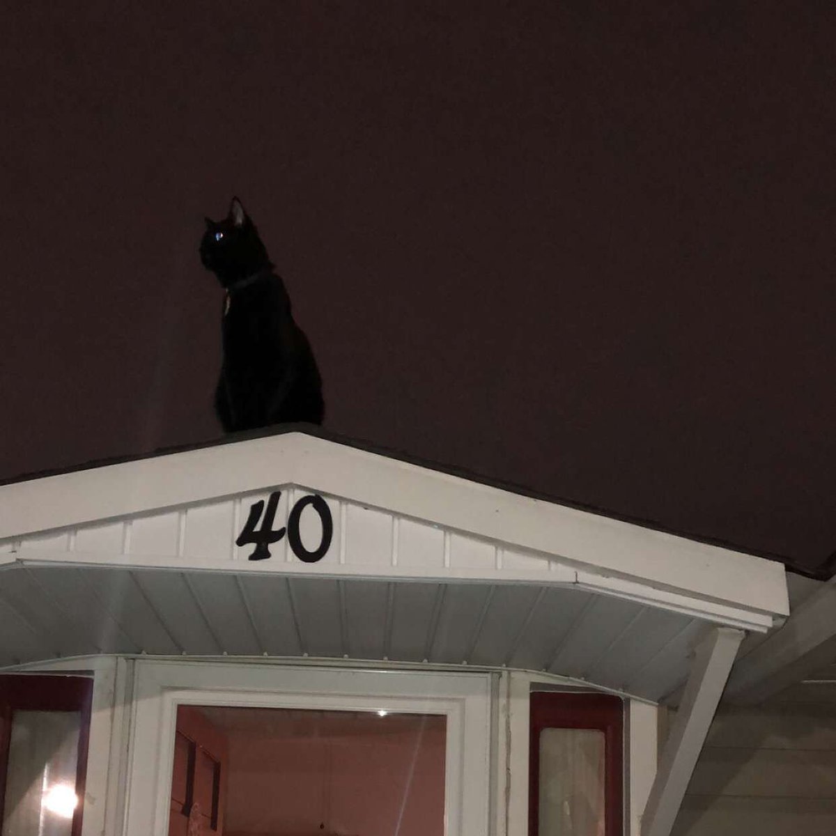 lede208's tweet photo. My cat got on the roof and he got turned into a superhero https://t.co/uQwOsdXHvT