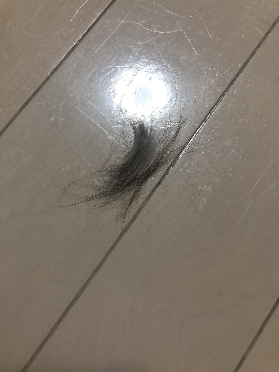 山本さほ 5 26 厄日 6 10 無慈悲 発売 猫踏んでしまった