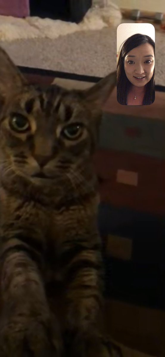 ThineyVang's tweet photo. When on the road for work, Franklin and I FaceTime. #franklindoodles #crazycatlady #workhardworkhard https://t.co/XvPXH434hq