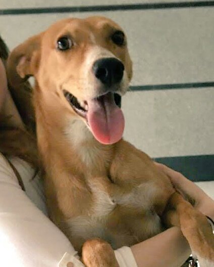 URGENTE perdido en el Paraíso o alrededores, Caracas, estaba recién adoptado y no sabe estar en la calle, es mansito, si lo ves agárralo y llama 04129929122 AYUDA POR FAVOR 😭🙏 <a href="/fundaproba/">FUNDAPROBA</a> <a href="/pshccs/">FundacionPSHCaracas</a> <a href="/fundescanvzla/">Fundescan Vzla</a> <a href="/asoHuellitas/">FundacionAsoHuellita</a> <a href="/FundaPeludosP/">PELUDOSPROTEGIDOS</a> <a href="/fundaplanimal/">FUNDAPLANIMAL</a> <a href="/Venezuelienne09/">Milena Karen MC 🦋</a>