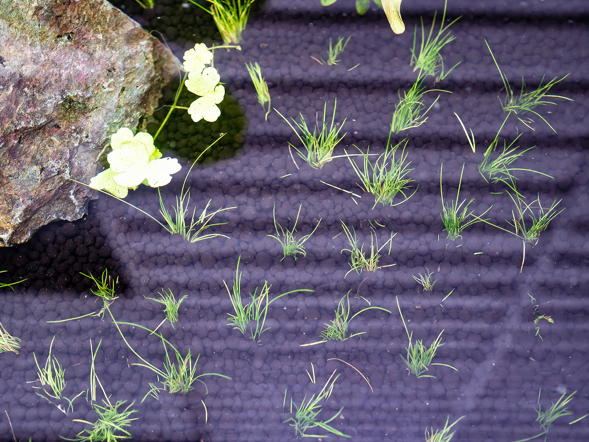 Flatwest Hado 花をつけはじめたロタラ ロトンディフォリアと昨日植えたばかりのショートヘアーグラス 育て 育て 水草 ロタラロトンディフォリア マルバキカシグサ ショートヘアーグラス チシママツバイ ビオトープ メダカビオトープ
