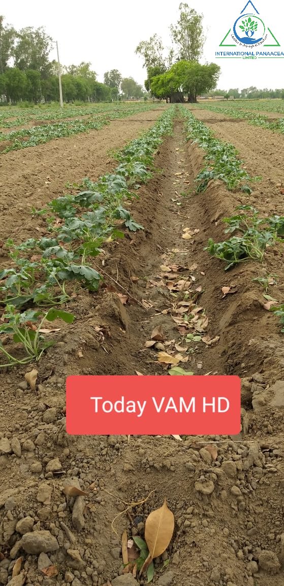 IPLBiologicals's tweet image. #Excellent #results of our newly launched #product #Premium #VAMHD in #cucurbits #crop.
#Happyfarmer #Organicfarming #Vegetables #healthyfood @IPLBiologicals