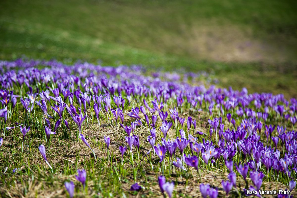 travel_slovenia's tweet photo. VELIKA PLANINA, #Slovenia - the #spring months attract a growing number of visitors to Velika Planina who come to admire #crocuses that cover the meadows like a #purple carpet. (Ana Pogacar &amp; Masa Vodenik #photography) More photos: https://t.co/h6K28CcQ7a #nature #travel #flowers https://t.co/YaU1TvQe3K