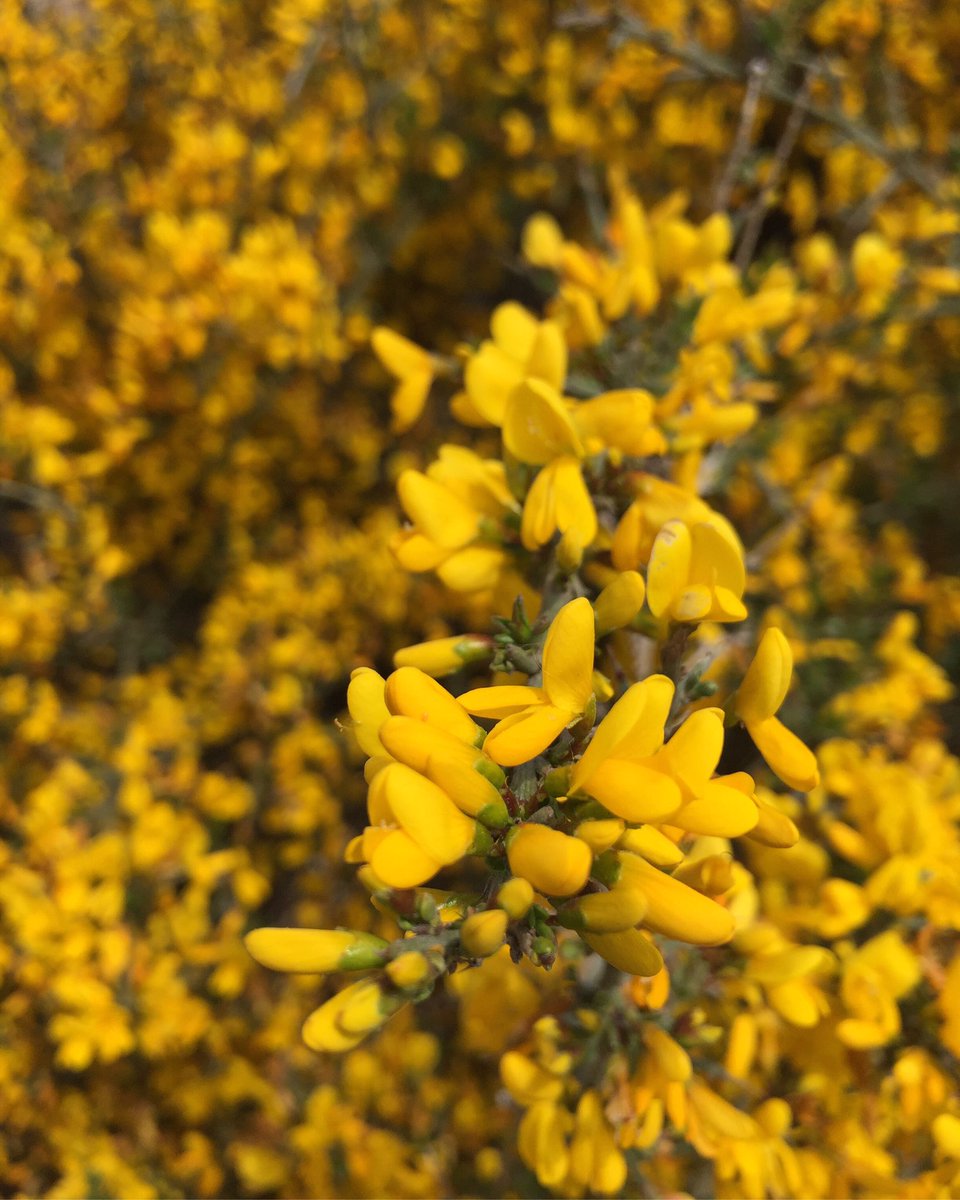AJTorrefeta's tweet photo. 💛
Bona Pasqua!
#floretesDeTiF
#bondia

🎗🎗🎗🎗🎗🎗🎗🎗🎗
#TiF #TorrefetaiFlorejacs #RaconetsdeTiF #TiFMola #mosestimemTiF #petitsplaersdeTiF #commagradaTiF #LaSegarra https://t.co/y0wv0N9KrG