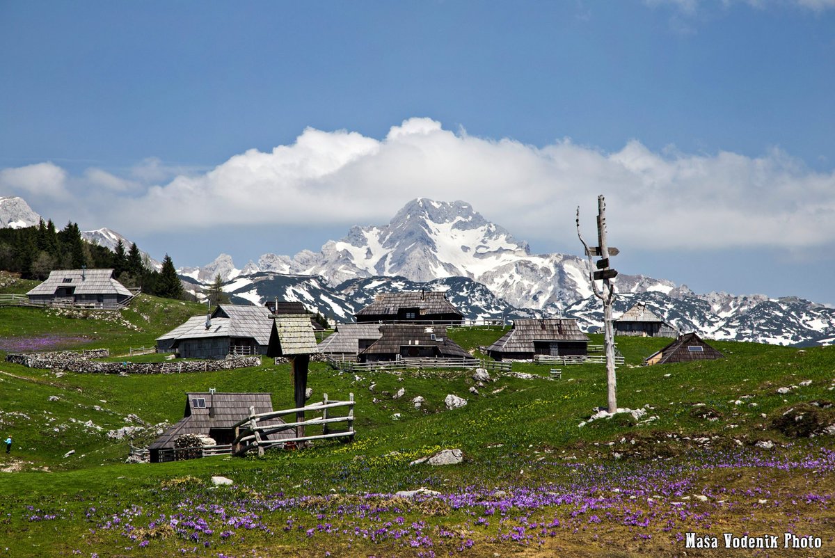 travel_slovenia's tweet photo. VELIKA PLANINA, #Slovenia - the #spring months attract a growing number of visitors to Velika Planina who come to admire #crocuses that cover the meadows like a #purple carpet. (Ana Pogacar &amp; Masa Vodenik #photography) More photos: https://t.co/h6K28CcQ7a #nature #travel #flowers https://t.co/YaU1TvQe3K