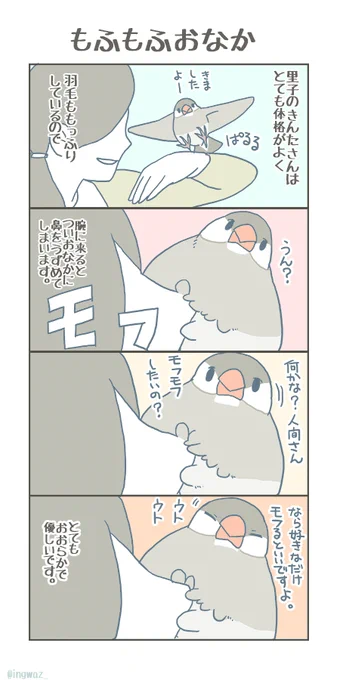 半荒鳥さんですが、最近はすっかり慣れてもくれた優しいきんたさんです。

#buncho #javasparrow #文鳥 