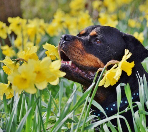 doge4u's tweet photo. #dogs #doge https://t.co/Vf9HasnqQU