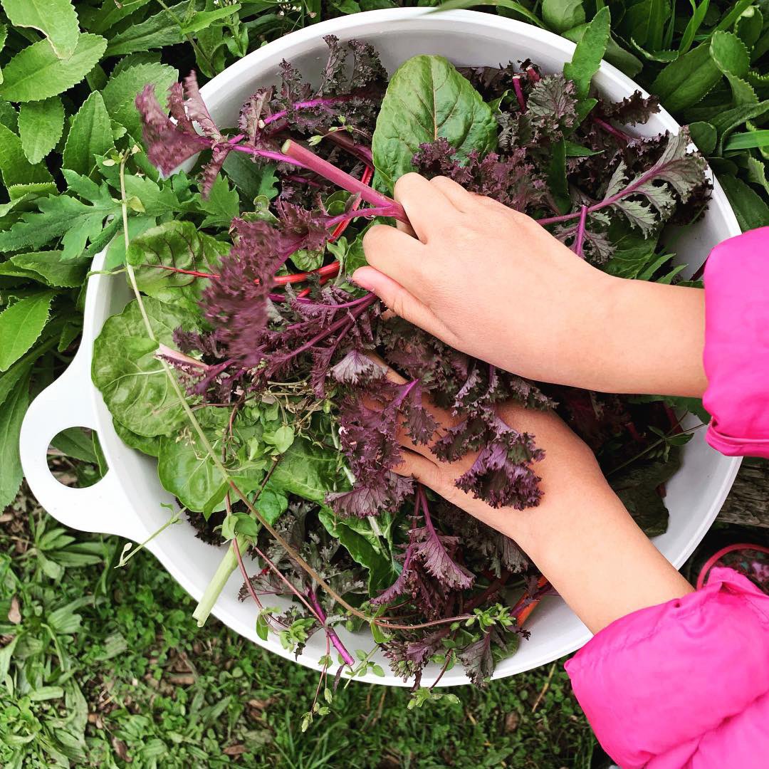 mmefaubert's tweet photo. First we pulled out the weeds and harvested the edibles, then we finally got to plant our garden! So excited for this next step in our learning journey with @richmondfoodsecurity 🌱 #sd38learn @bridgebulldogs https://t.co/O8KHqZboGM