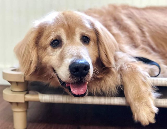 learntrainlove's tweet photo. Picasso is always happy to be handsome on his climb station. 😊 #goldenretriever #workingonmyclimb #dogtraining - - - -
#dogsofchucktown #chucktowncharley #charleston #goldensofinstagram #lowcountry #dog_features #charlestonlife #dogsofcharleston #cha… https://t.co/gPeN6DEGWt https://t.co/0llRcCJ5OW